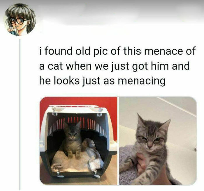 Old and recent pics of a mischievous cat showing its menacing look, perfect for cat memes fans.