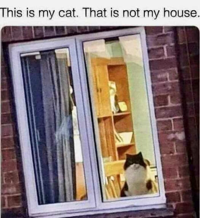 Cat meme showing a cat sitting inside a house with the caption about a cat and the wrong house.