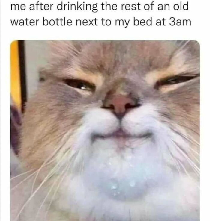 Close-up of a cat with a sleepy, satisfied expression, perfect for fans of funny cat memes and pictures.