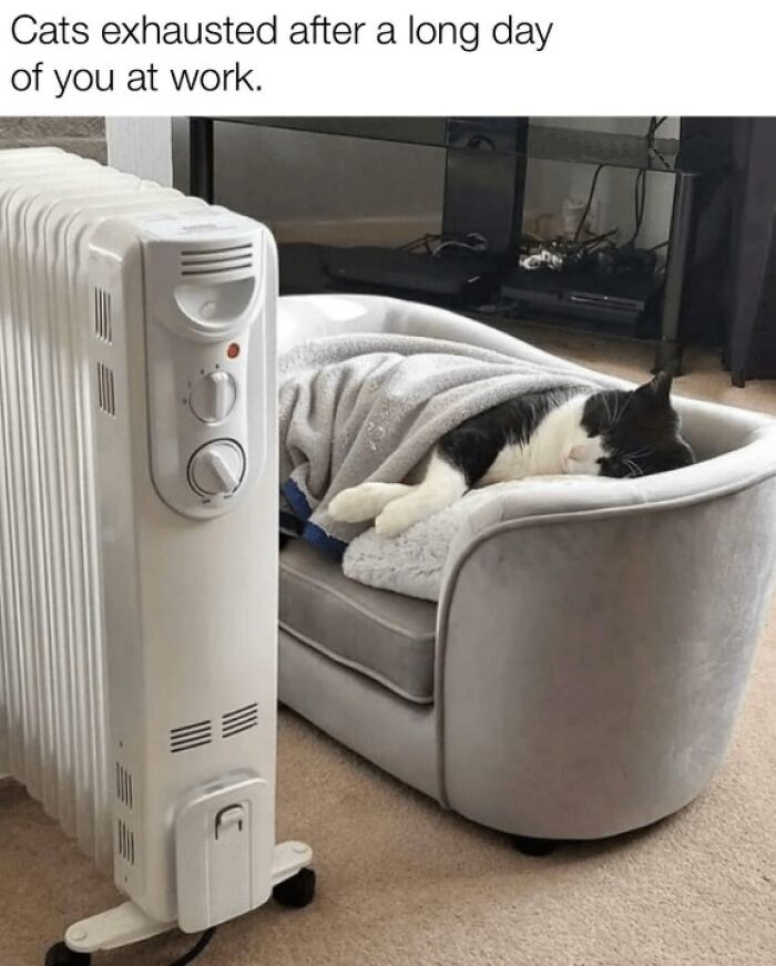 Cat sleeping on a small couch covered with a blanket next to a heater, a cozy scene for cat memes lovers.