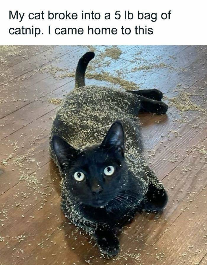 Black cat covered in catnip on wooden floor, perfectly capturing the joy of looking at cat memes.