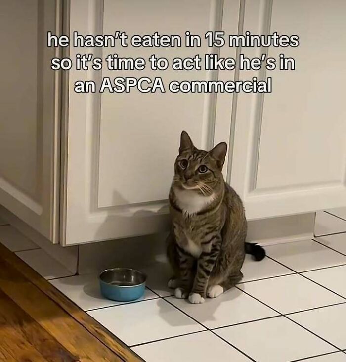 A tabby cat sitting by an empty food bowl with a humorous caption about cat memes and feeding time.
