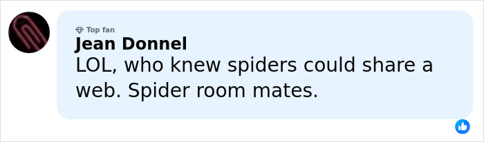 Comment reading LOL about spiders sharing a web, referencing the world’s biggest spider web discovery. Comment reading LOL about spiders sharing a web, referencing the world’s biggest spider web discovery.