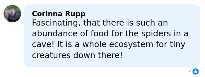 Comment by Corinna Rupp about the abundance of food creating an ecosystem in the cave for spiders and tiny creatures. Comment by Corinna Rupp about the abundance of food creating an ecosystem in the cave for spiders and tiny creatures.