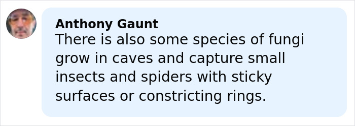 Comment by Anthony Gaunt explaining fungi species that capture small insects and spiders with sticky surfaces or rings. Comment by Anthony Gaunt explaining fungi species that capture small insects and spiders with sticky surfaces or rings.