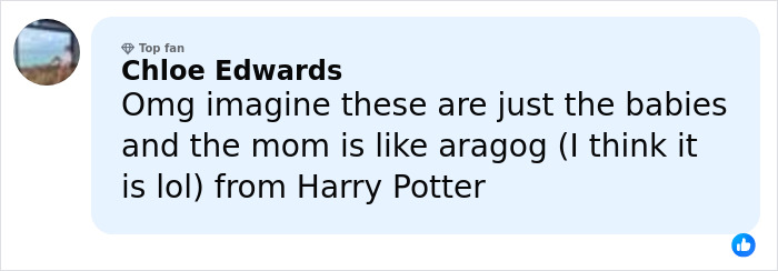 Comment from Chloe Edwards mentioning spider babies and Aragog from Harry Potter, relating to the world’s biggest spider web. Comment from Chloe Edwards mentioning spider babies and Aragog from Harry Potter, relating to the world’s biggest spider web.