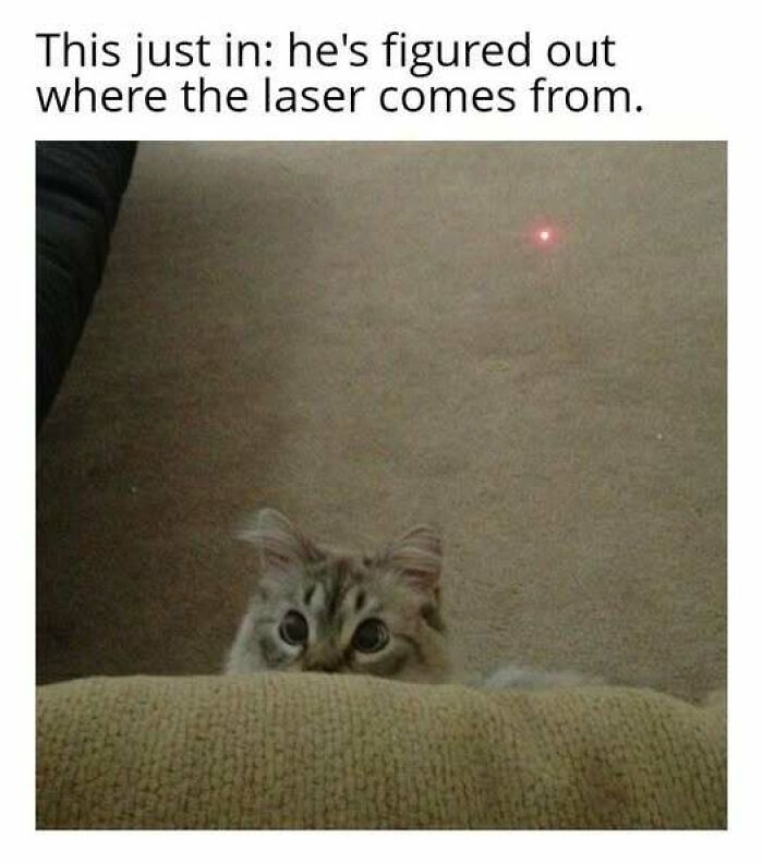 Cat peeking over couch looking at laser dot, a funny moment perfect for cat memes lovers enjoying playful cat pics.