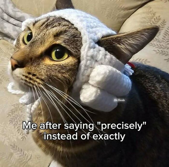 Tabby cat wearing a white knitted wig, captioned with a humorous meme about saying precisely instead of exactly.