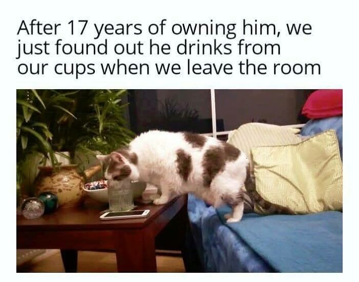 Cat drinking from a cup on a table beside a couch, part of funny cat memes collection for spending your day.
