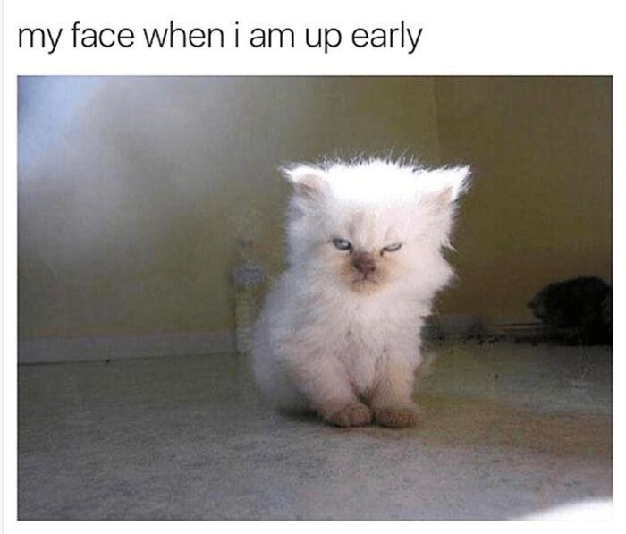 Tired white kitten with messy fur and squinting eyes, perfect for cat memes lovers seeking funny cat pics.