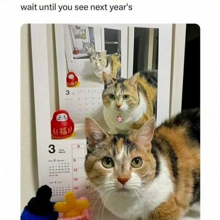 Calico cat in front of a mirror with a calendar reflection, perfect image for cat memes and funny cat pictures fans.