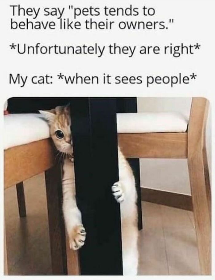 Cute cat hiding behind chair leg with funny text about pets behaving like their owners, a popular cat meme.