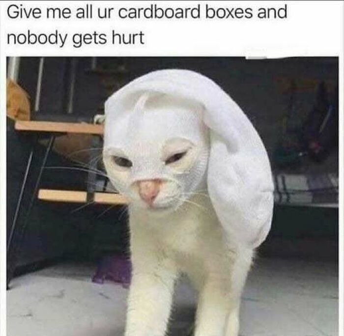 Cat wearing a white sock mask with caption about cardboard boxes, perfect for fans of cat memes and funny cat pictures.