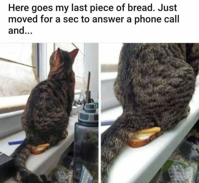 Tabby cat sitting on a windowsill with its tail resting on a slice of bread, showing a funny moment for cat memes lovers.