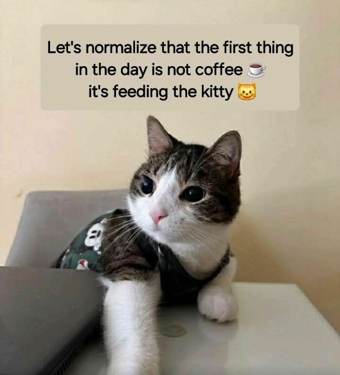 Cute cat wearing a shirt sitting on a table with text about feeding the kitty, perfect for cat memes lovers.