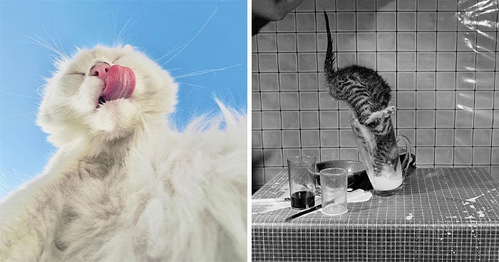 From Dramatic Leaps To Quiet Moments, These 30 Cat Photos Shared By The TDM Magazine Are True Art