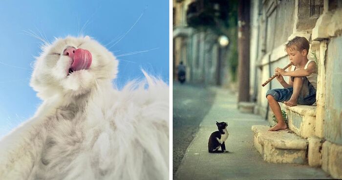 30 Stunning Cat Photos From The Decisive Moments Magazine That Capture Pure Feline Magic