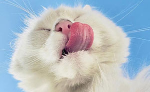 From Dramatic Leaps To Quiet Moments, These 30 Cat Photos Shared By The TDM Magazine Are True Art