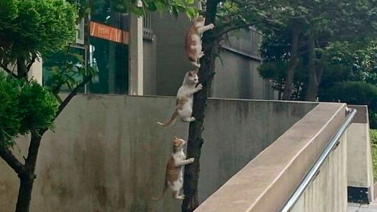 Three cats climbing a tree in an urban area, showcasing animals who woke up and chose nonsense behavior.