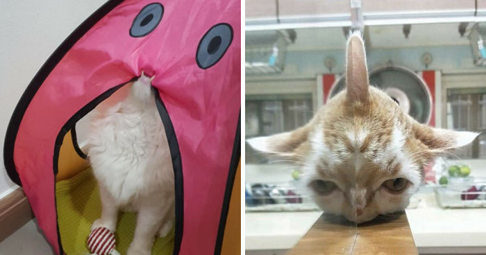 42 Pictures Of Animals Who Woke Up And Chose Nonsense