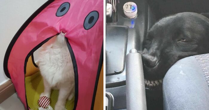 42 Pictures Of Animals Who Woke Up And Chose Nonsense