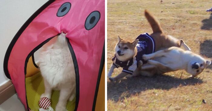 42 Pictures Of Animals Who Woke Up And Chose Nonsense