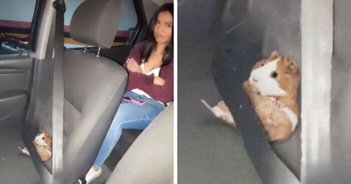 42 Pictures Of Animals Who Woke Up And Chose Nonsense