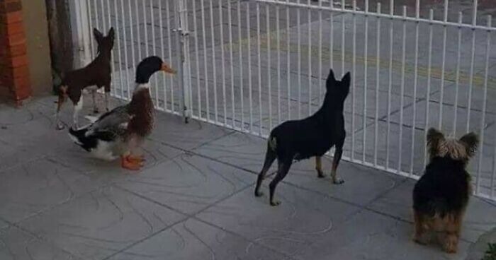 42 Pictures Of Animals Who Woke Up And Chose Nonsense