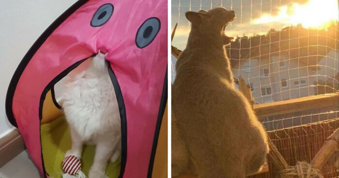 42 Pictures Of Animals Who Woke Up And Chose Nonsense