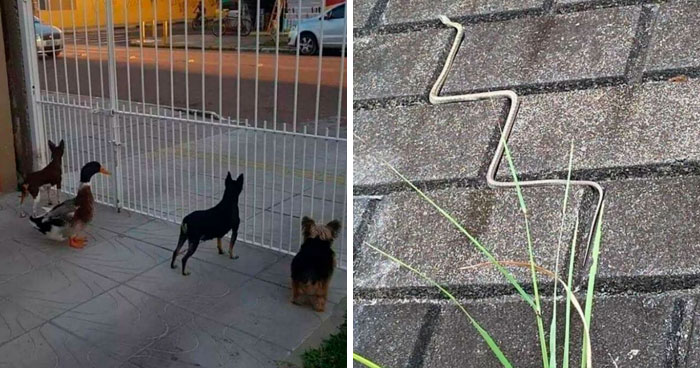 40 Pictures Of Animals Who Woke Up And Chose Nonsense