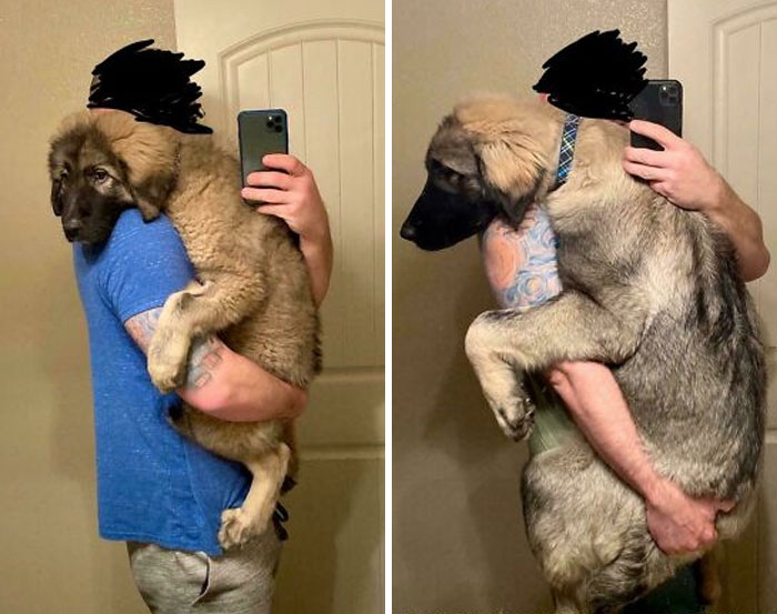 Man holding a growing dog in two photos side by side, showing how dogs make our lives better.
