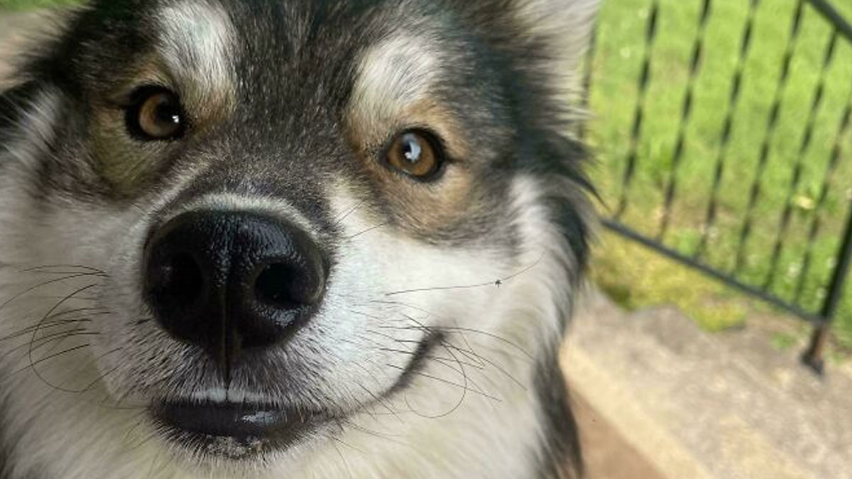 Close-up of a smiling dog with expressive eyes, showcasing why dogs make our lives better and bring joy.