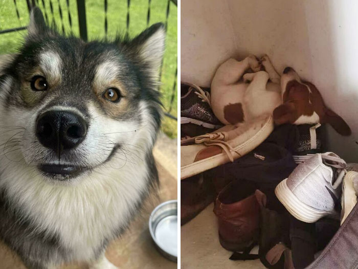 50 Photos That Prove Dogs Make Our Lives Better (New Pics)