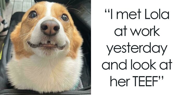 127 Photos That Prove Dogs Make Our Lives Better (New Pics)
