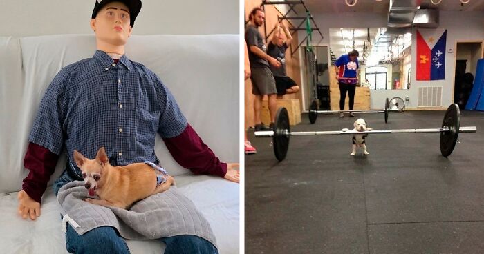 80 Dogs That Were So Adorable Even ‘We Rate Dogs’ Had To Break The Scale (New Pics)