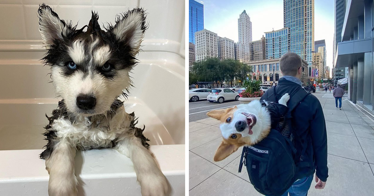 50 Dogs That Were So Adorable Even 'We Rate Dogs' Had To Break The Scale (New Pics)