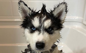 20 Personas que pidieron una valoración de sus perros y recibieron respuestas buenísimas