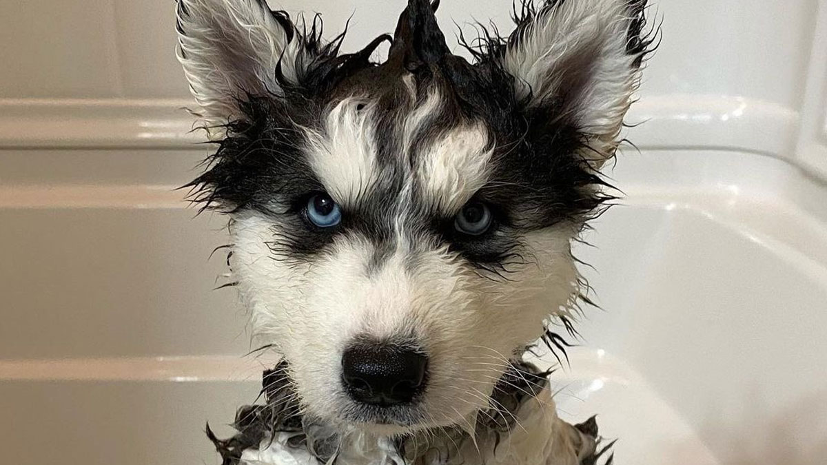 Wet adorable husky puppy with striking blue eyes in a white bathtub, showcasing dogs that broke the cuteness scale.