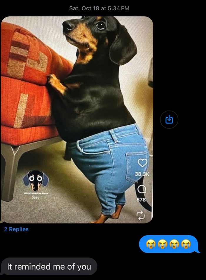 Dachshund wearing jeans standing on hind legs next to a couch, showing unhinged text messages from parents humorously.