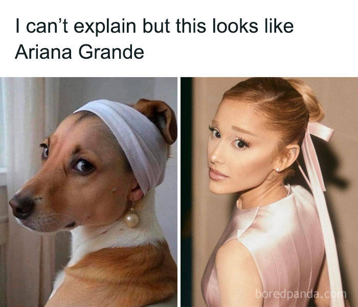 Side-by-side meme of a dog wearing a headband and pearl earring next to Ariana Grande, showcasing makeup and diva life humor.