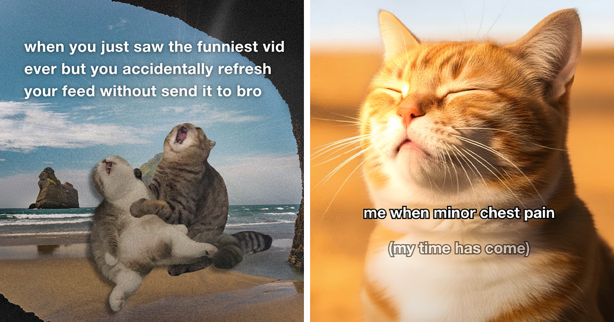 72 Hilariously Relatable Cat Memes That Are Probably Way Better Than 72 Hilariously Relatable Cat Memes That Are Probably Way Better Than