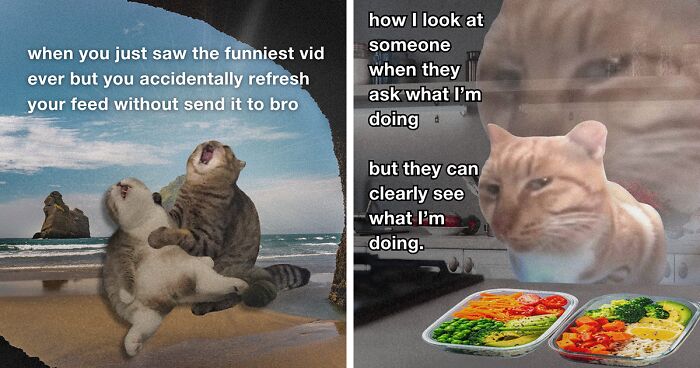 72 Hilariously Relatable Cat Memes That Are Probably Way Better Than Therapy