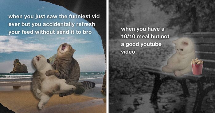 72 Cat Memes That Perfectly Capture The Chaos Of Being A Cat Owner