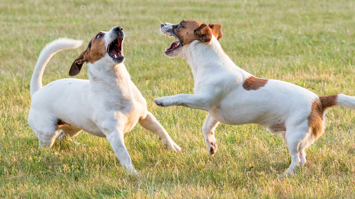 Two dogs playfully barking and confronting each other on grass, illustrating dogs being noisy and disruptive outside.