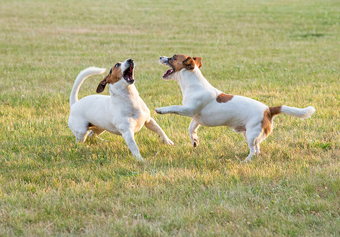 Two dogs barking and playing loudly on a grassy field, illustrating noisy neighbors with dogs. Two dogs barking and playing loudly on a grassy field, illustrating noisy neighbors with dogs.