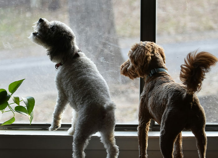 Two small dogs barking and looking out a window, illustrating noisy dogs disturbing neighbors indoors. Two small dogs barking and looking out a window, illustrating noisy dogs disturbing neighbors indoors.