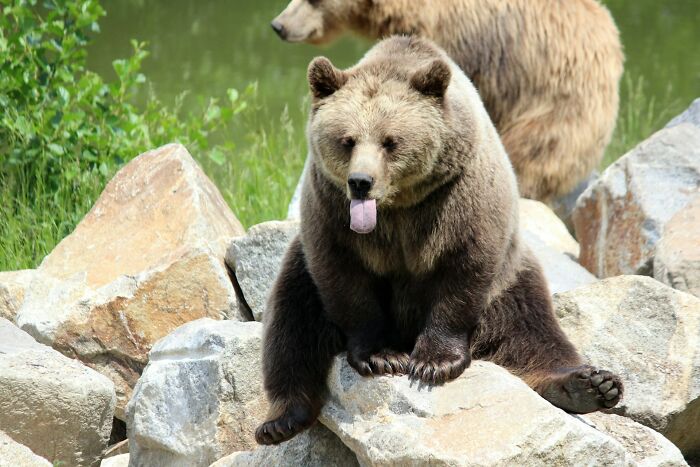 Two brown bears on rocks near a river, illustrating common words related to animal etymology and nature vocabulary.