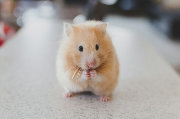 Close-up of a small hamster on a smooth surface, illustrating people explain the etymology of common words concept.