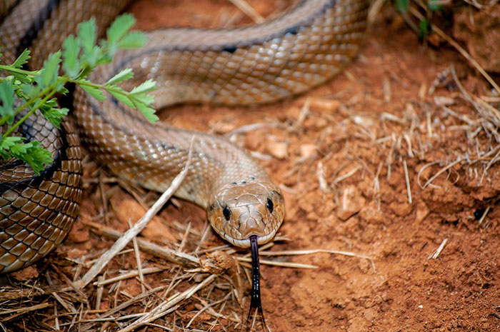 Close-up of a snake flicking its tongue on the ground illustrating times people's lies getting out of hand.