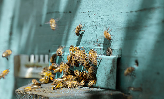 A swarm of bees clustered around a hive entrance, illustrating how lies can get out of hand and change lives.
